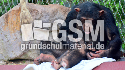 Schimpanse_1 (10).jpg